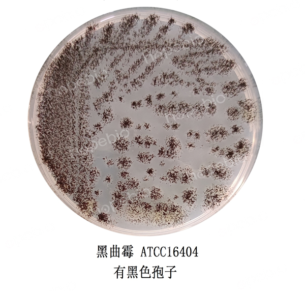 质控菌株在营养盐琼脂培养基上的生长情况