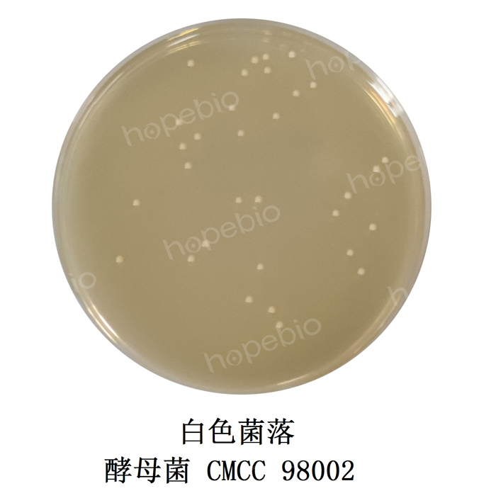 质控菌株在麦芽汁牛肉膏蛋白胨琼脂平板上的生长情况