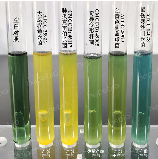 质控菌株在LB培养基（日本方法）上的生长情况