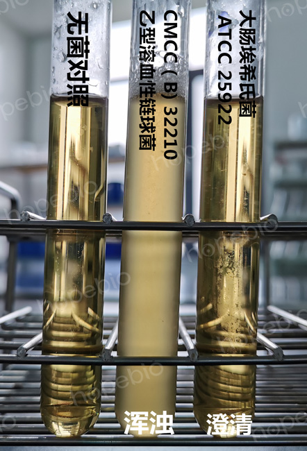 质控菌株在LIM培养基中的生长特征