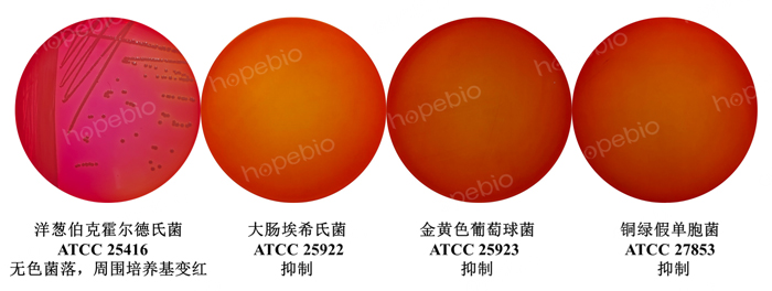 质控菌株在洋葱伯克霍尔氏菌鉴定培养基上的生长情况