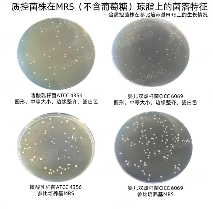 不同质控菌株在MRS