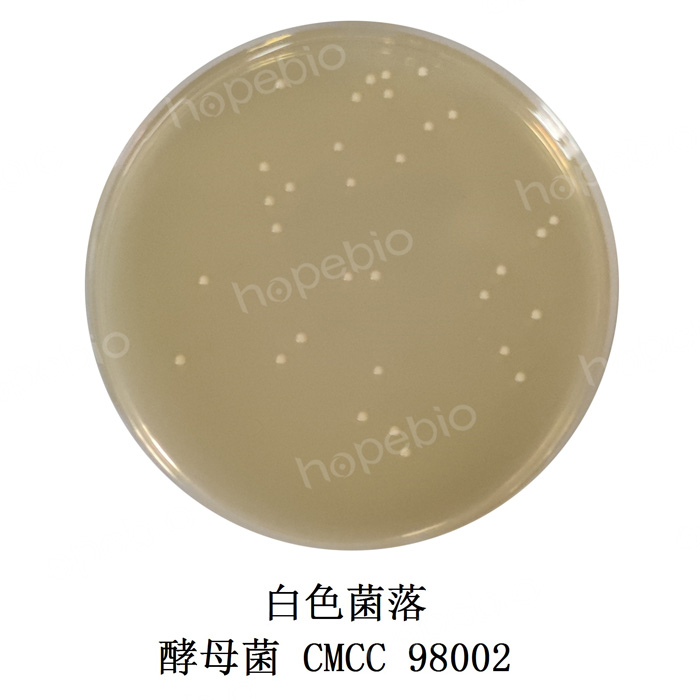 酵母菌在麦芽汁牛肉膏蛋白胨琼脂平板上的微生物质控结果