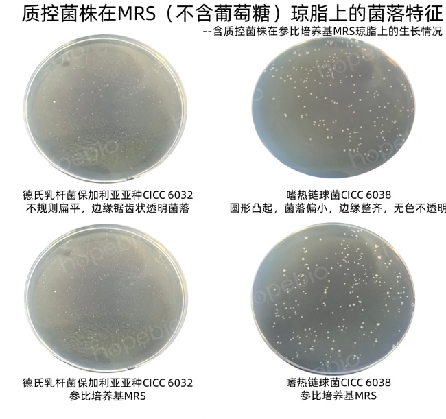 不同质控菌株在MRS