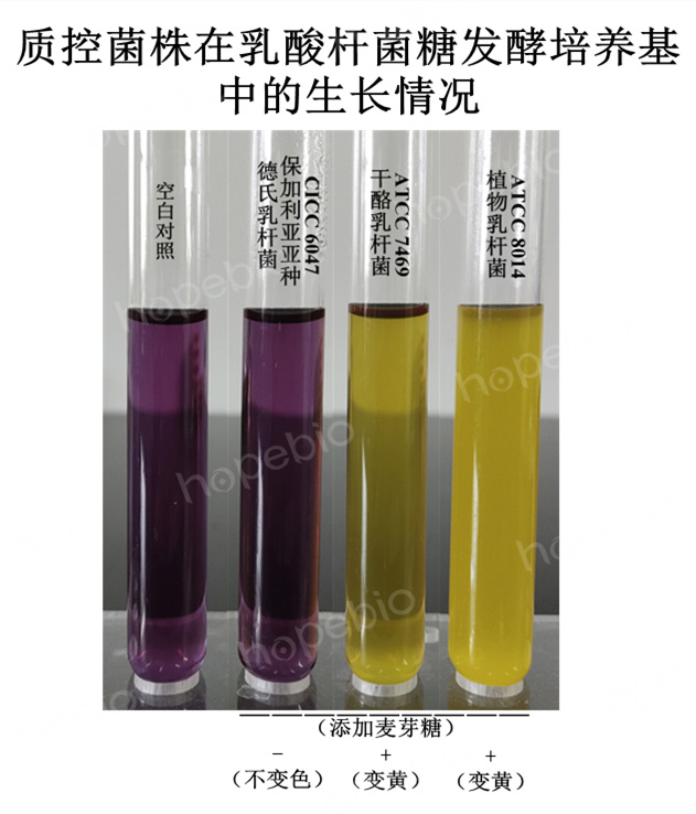 质控菌株在乳酸杆菌糖发酵培养基中的生长情况