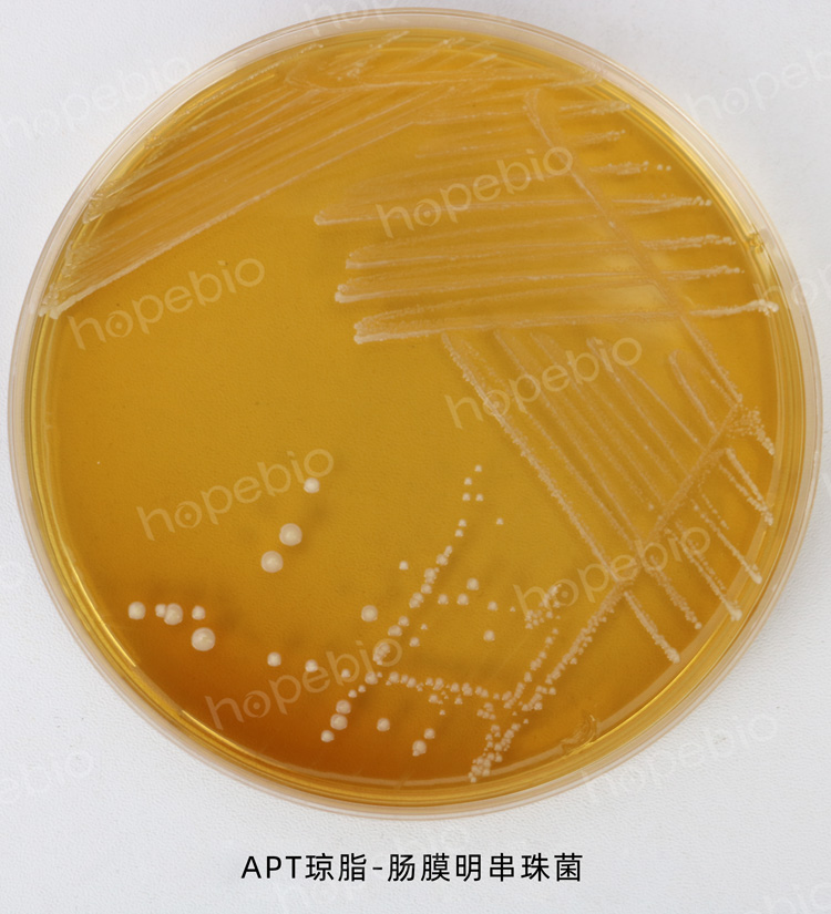肠膜明串珠菌在APT琼脂上的菌落特征