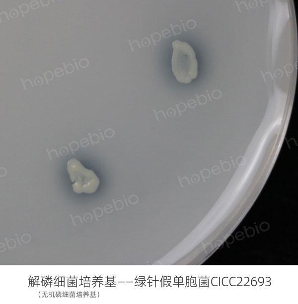 解磷细菌培养基--绿针假单胞菌CICC22693