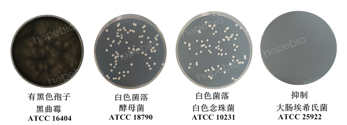 酵母浸出物葡萄糖土霉素琼脂培养基上菌落状态