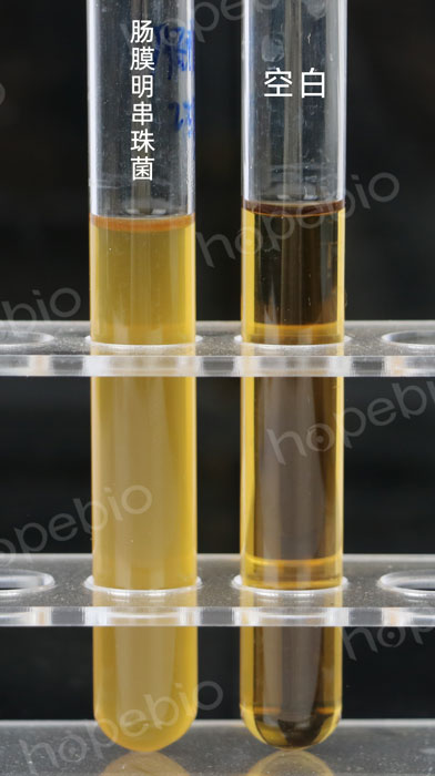 肠膜明串珠菌在APT肉汤中的生长情况
