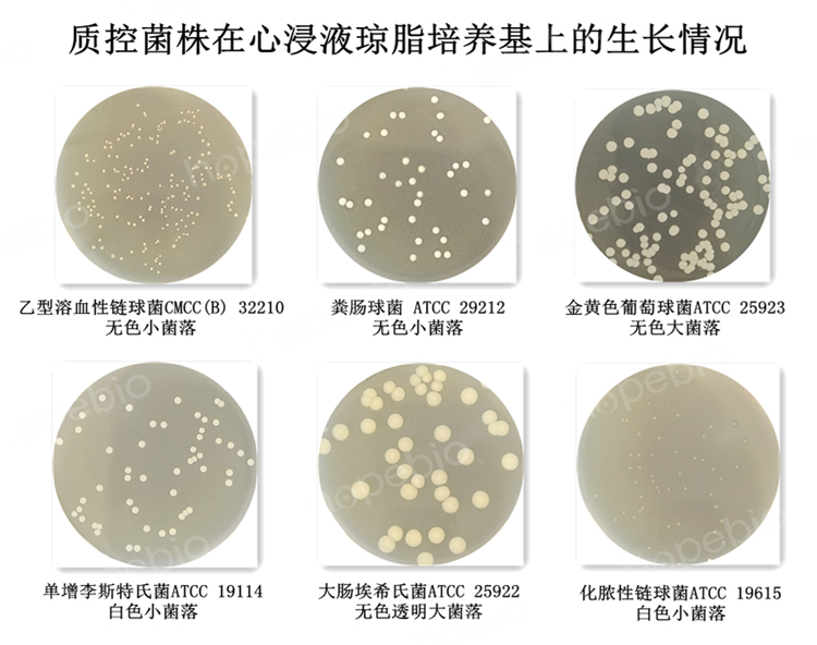 质控菌株在心浸液琼脂培养基上的生长情况