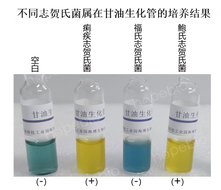 不同志贺氏菌属在甘油生化管的培养结果