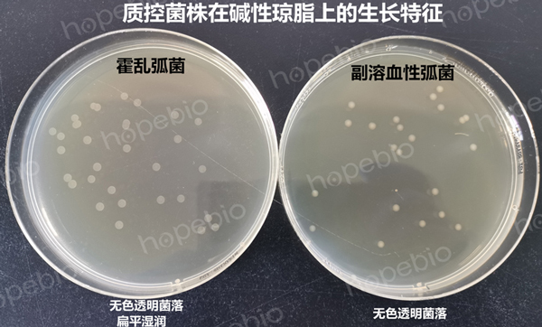 质控菌株在碱性琼脂上的生长特征