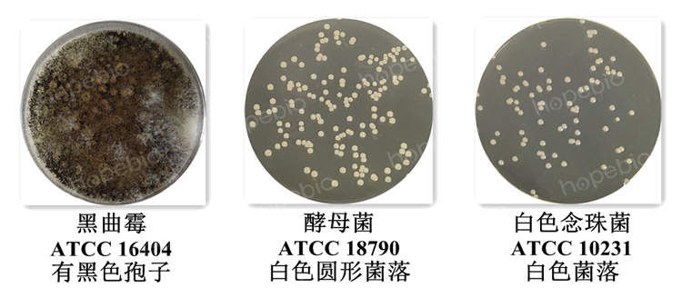 质控菌株在40%蔗糖麦芽浸出物琼脂上的生长情况