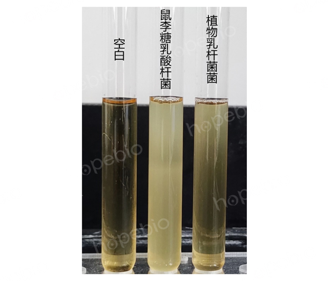 不同质控菌株在MRS肉汤（不含葡萄糖）的生长状态