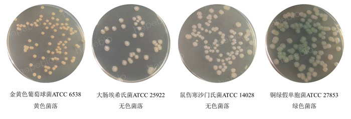 不同质控菌株在改良Letheen琼脂基础培养基的生长情况