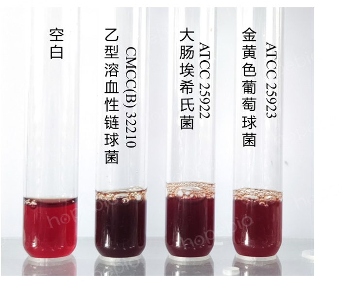 质控菌株在匹克氏肉汤基础B的生长结果