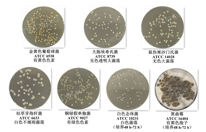 质控菌株在大豆酪蛋白消化物卵磷脂吐温80琼脂培养基（SCDLPA）上的生长情况