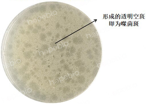 大肠杆菌噬菌体MS2在双层平板上形成的噬菌斑