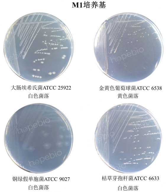 不同质控菌株在M1培养基的生长情况