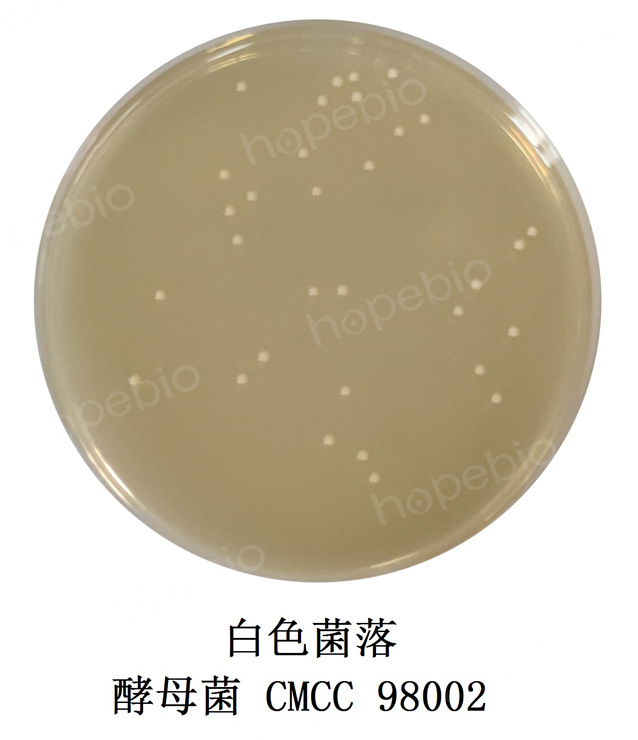 酵母菌在麦芽汁牛肉膏蛋白胨琼脂平板上的微生物质控结果