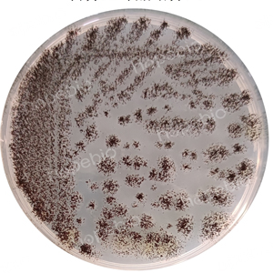质控菌株在营养盐琼脂培养基上的生长情况/