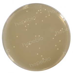 质控菌株在麦芽汁牛肉膏蛋白胨琼脂平板上的生长情况/