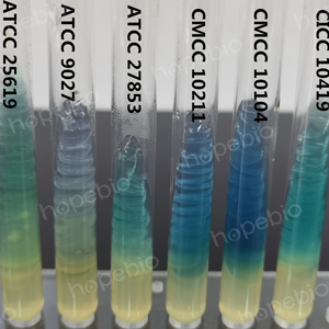 6株铜绿假单胞菌在PDP斜面上的生长特征