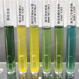 质控菌株在LB培养基（日本方法）上的生长情况