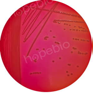 质控菌株在洋葱伯克霍尔氏菌鉴定培养基上的生长情况