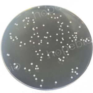不同质控菌株在MRS