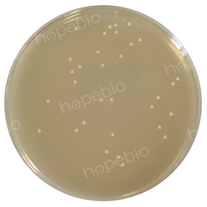 酵母菌在麦芽汁牛肉膏蛋白胨琼脂平板上的微生物质控结果