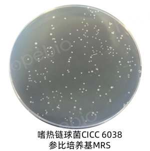 不同质控菌株在MRS