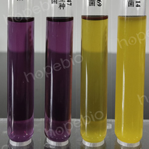 质控菌株在乳酸杆菌糖发酵培养基中的生长情况