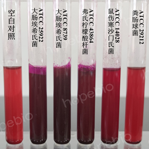 M-远藤氏培养基微生物灵敏度试验