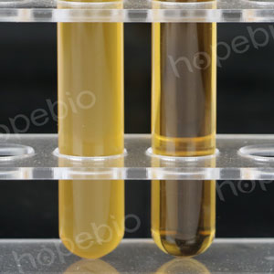 肠膜明串珠菌在APT肉汤中的生长情况/