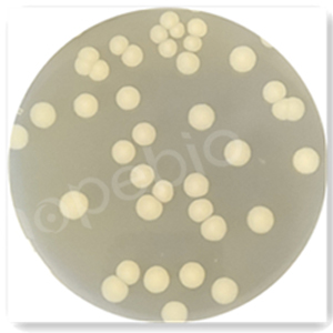 质控菌株在心浸液琼脂培养基上的生长情况/