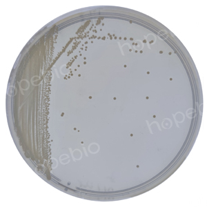 非乳酸菌选择性培养基微生物质控结果/