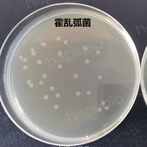 质控菌株在碱性琼脂上的生长特征