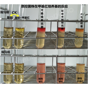 质控菌株在甲基红培养基的反应