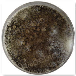 质控菌株在40%蔗糖麦芽浸出物琼脂上的生长情况