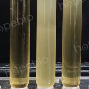 不同质控菌株在MRS肉汤（不含葡萄糖）的生长状态/