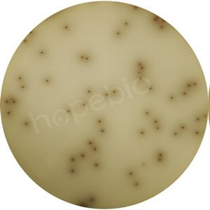 质控菌株在叠氮钠-七叶苷琼脂培养基上的生长情况