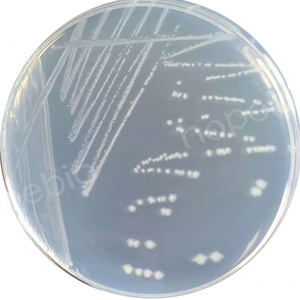 不同质控菌株在M1培养基的生长情况