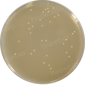 酵母菌在麦芽汁牛肉膏蛋白胨琼脂平板上的微生物质控结果